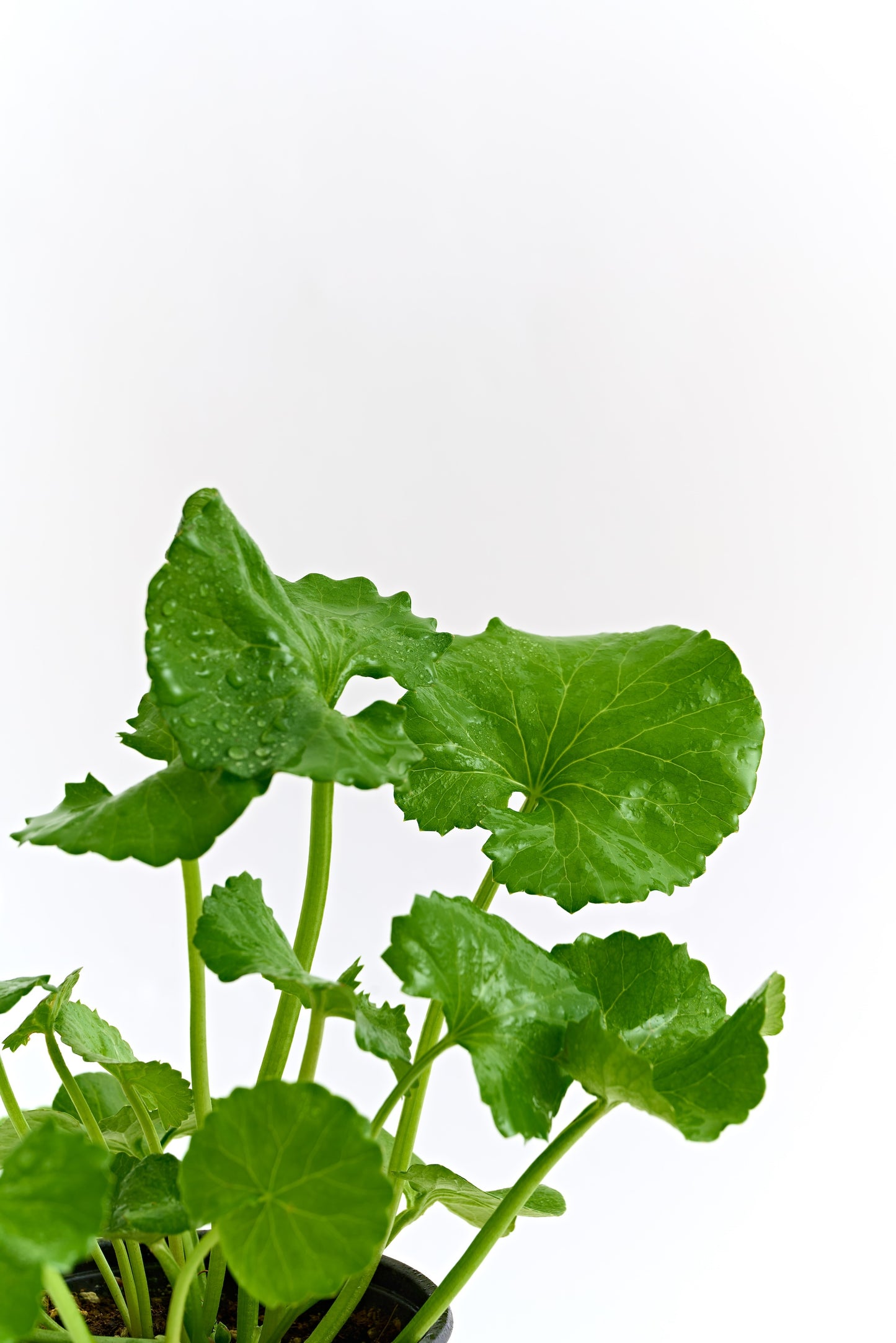 [3W8L] Energy Active Serum EX 50ml